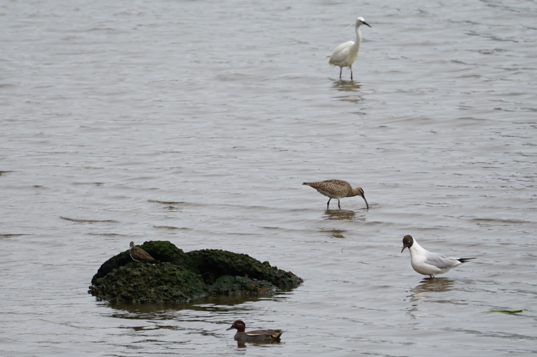 Eurasian Whimbrel