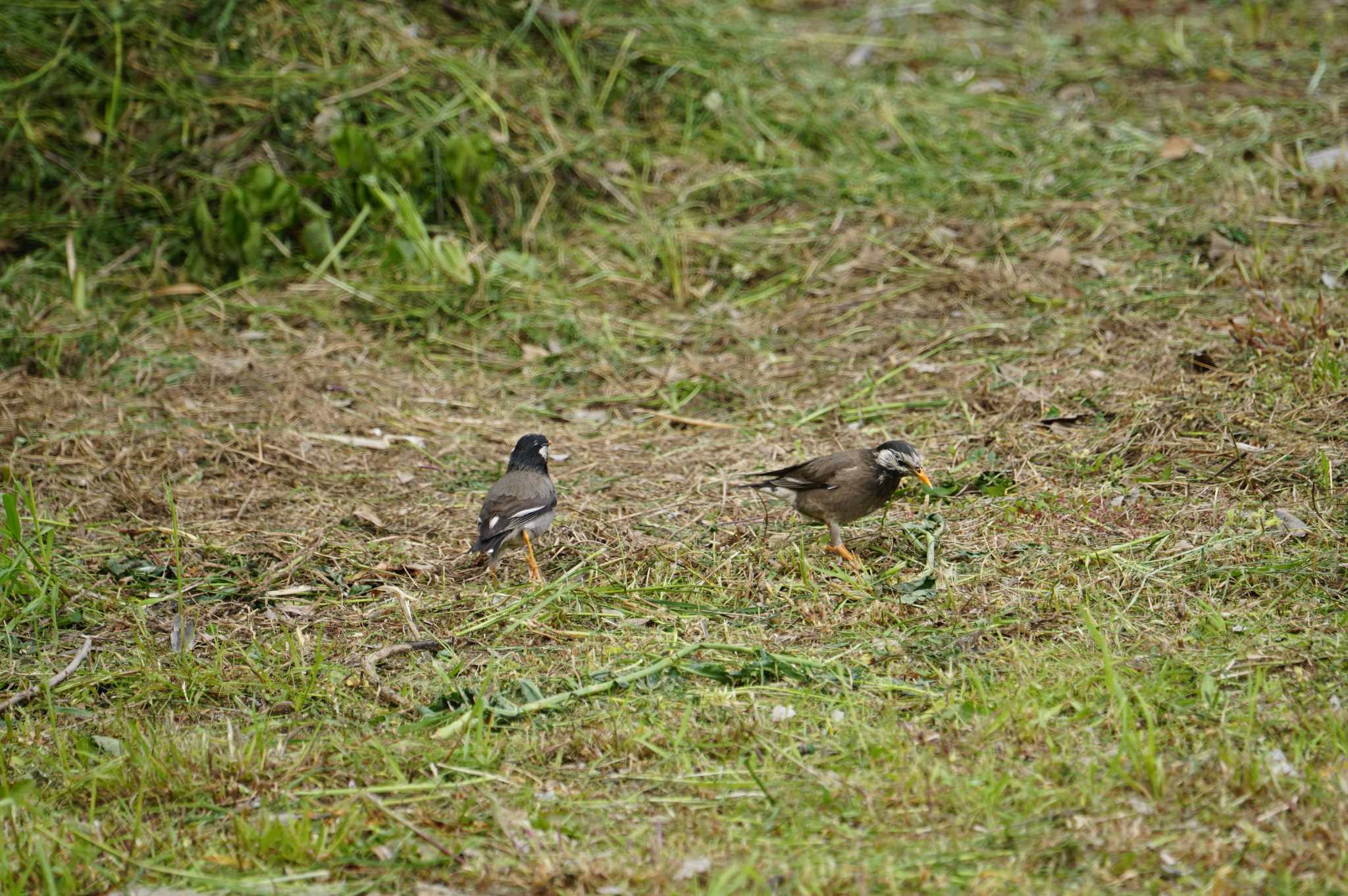 White-cheeked Starling