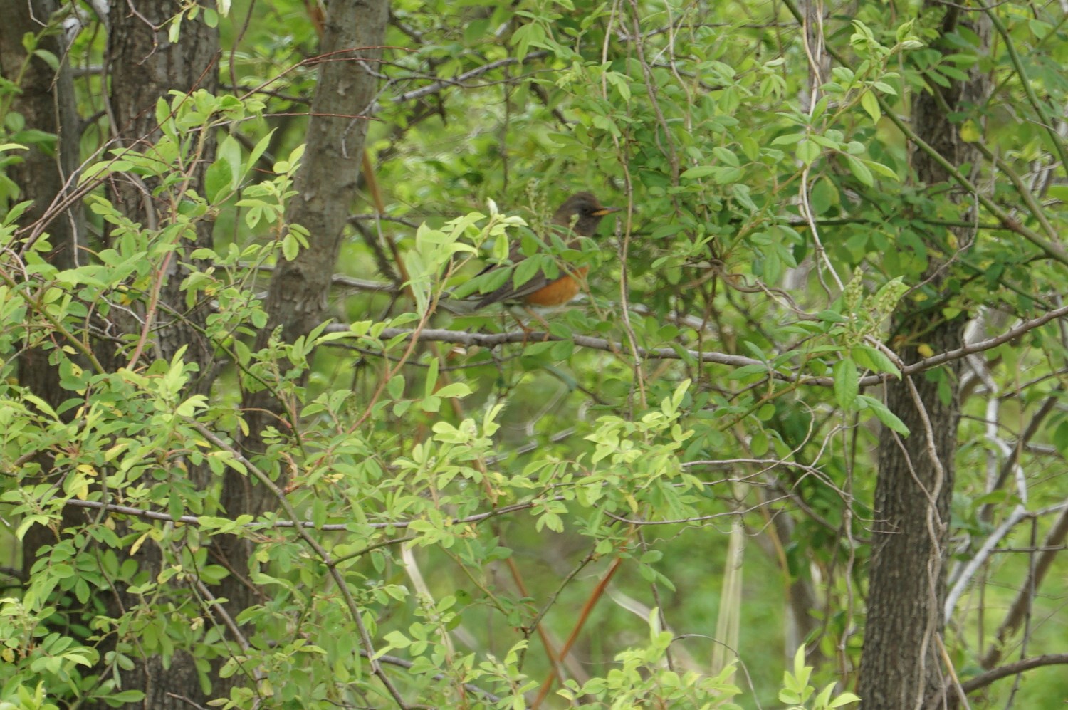 Brown-headed Thrush