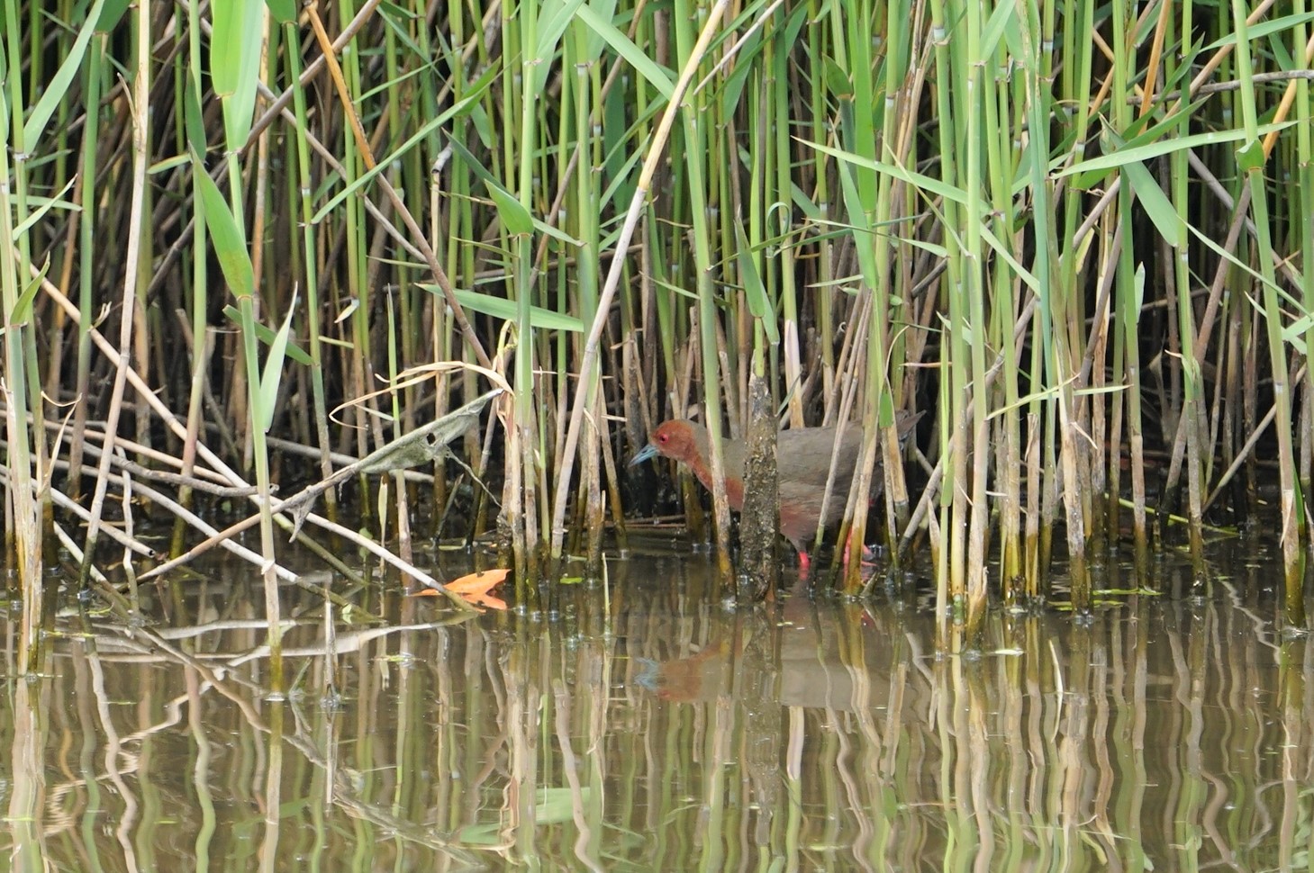 Ruddy-breasted Crake