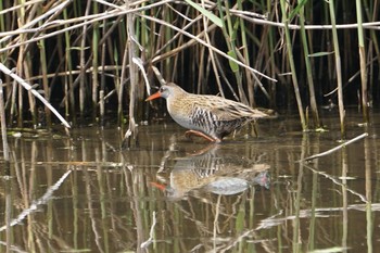 Brown-cheeked Rail 淀川(中津エリア) Sun, 4/28/2019