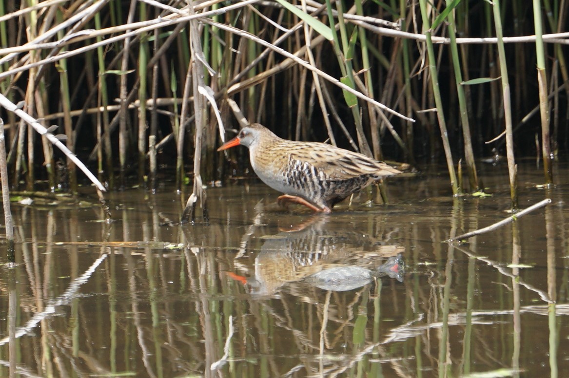 Brown-cheeked Rail