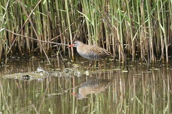 Brown-cheeked Rail 淀川(中津エリア) Sun, 4/28/2019