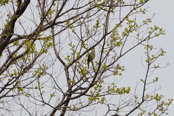 Oriental Reed Warbler 淀川(中津エリア) Sun, 4/28/2019