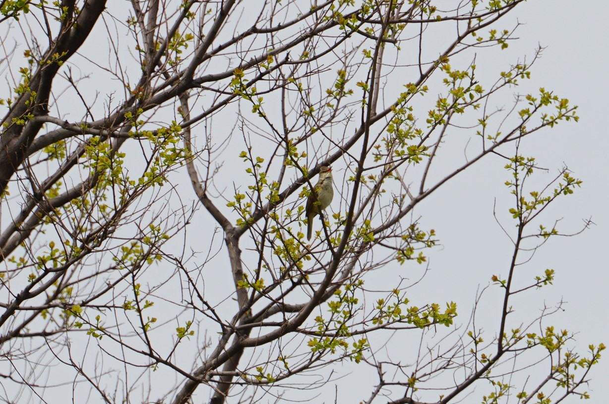 Oriental Reed Warbler