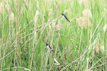 Sun, 4/28/2019 Birding report at 淀川(中津エリア)