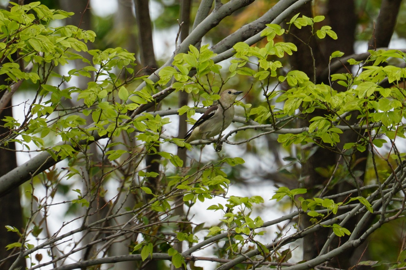 Chestnut-cheeked Starling