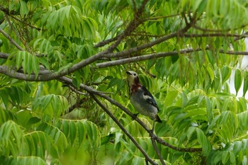 Chestnut-cheeked Starling 淀川(中津エリア) Sun, 4/28/2019