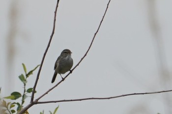 Japanese Bush Warbler 淀川(中津エリア) Sun, 4/28/2019