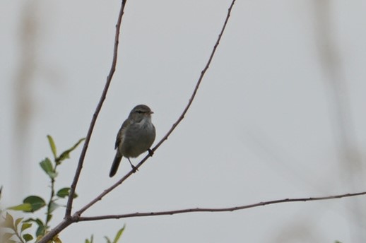 Japanese Bush Warbler