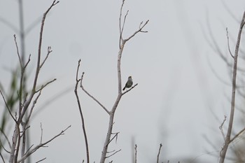 Japanese Bush Warbler 淀川(中津エリア) Sun, 4/28/2019