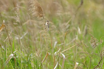 Chinese Penduline Tit 淀川(中津エリア) Sun, 4/28/2019