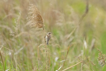 Chinese Penduline Tit 淀川(中津エリア) Sun, 4/28/2019