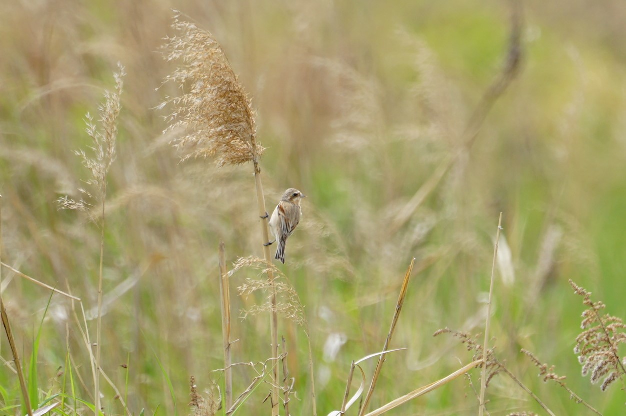 Chinese Penduline Tit