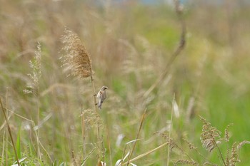 Chinese Penduline Tit 淀川(中津エリア) Sun, 4/28/2019