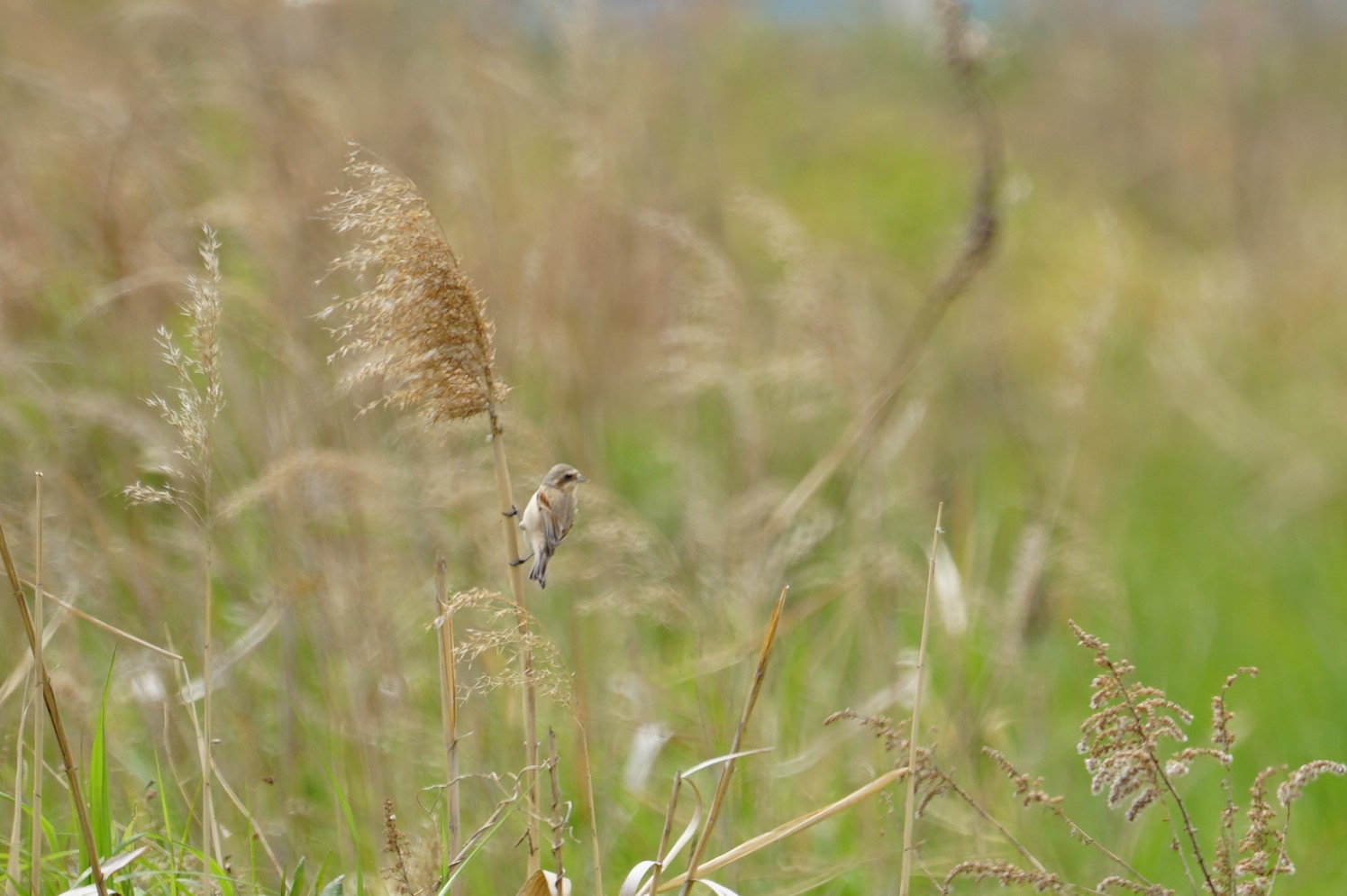 Chinese Penduline Tit