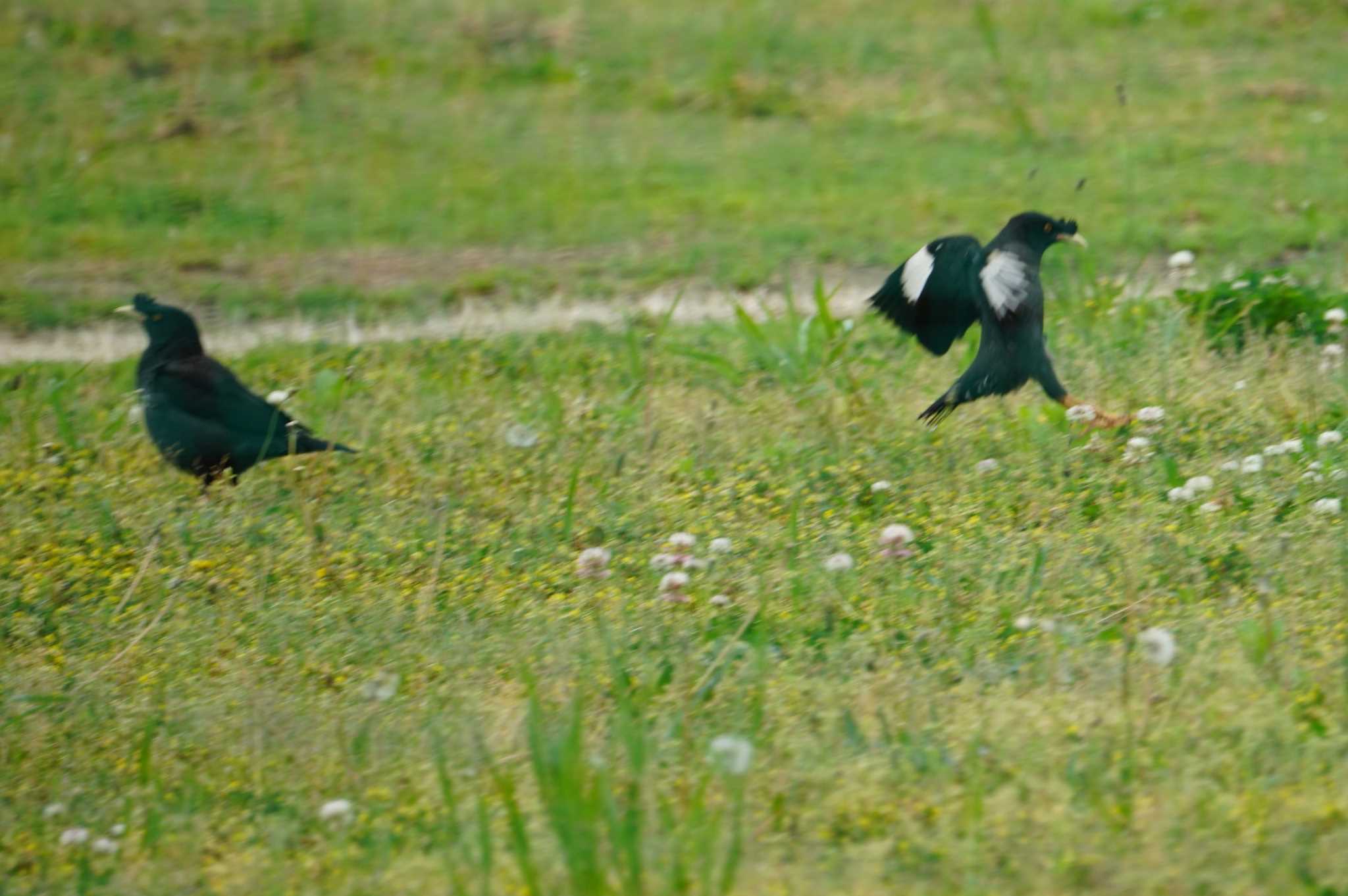 Crested Myna