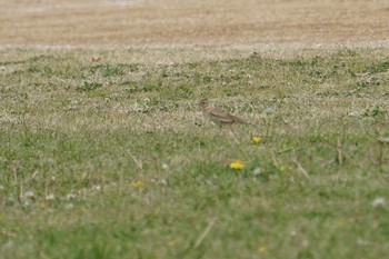 ヒバリ 淀川(中津エリア) 2019年4月28日(日)