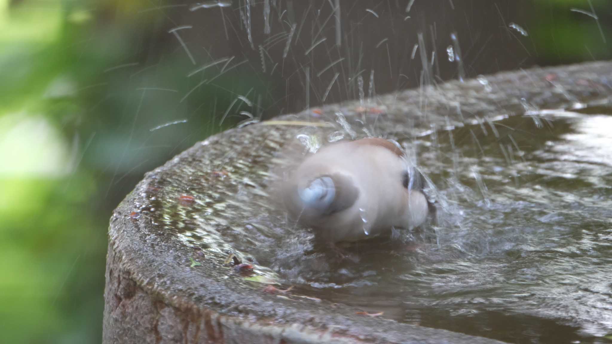 シメ