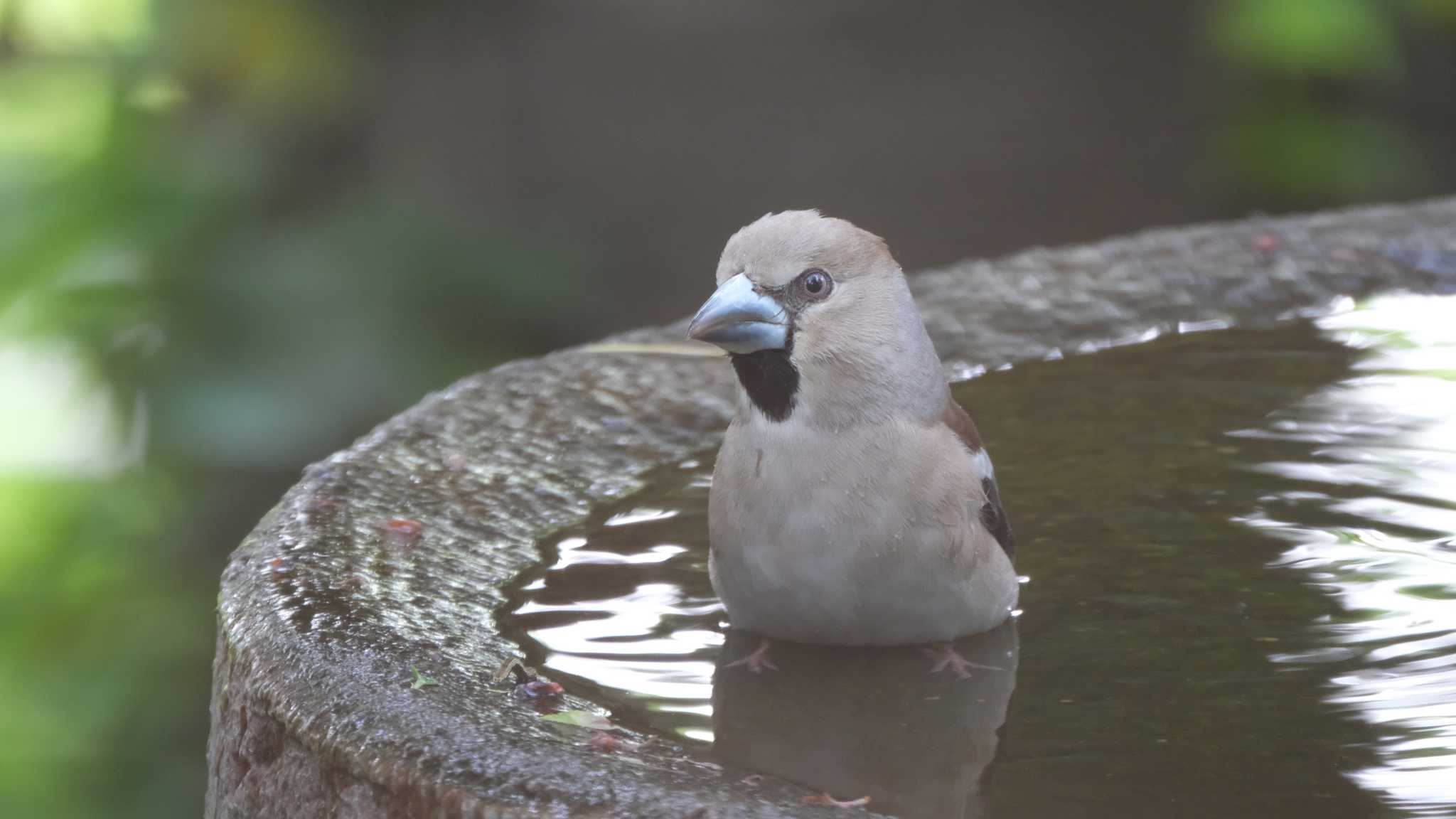 シメ