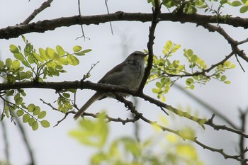 Japanese Bush Warbler Kitamoto Nature Observation Park Mon, 4/29/2019