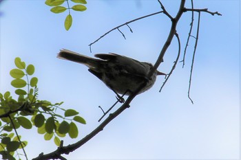 ウグイス 北本自然観察公園 2019年4月29日(月)