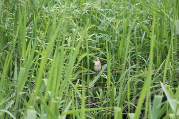 Oriental Reed Warbler Kitamoto Nature Observation Park Mon, 4/29/2019