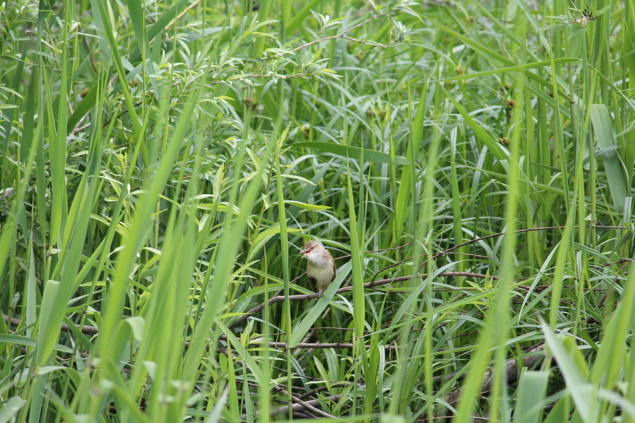 北本自然観察公園 オオヨシキリの写真 by  Utz