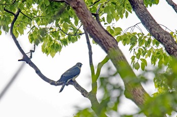 Malaysian Hawk-Cuckoo