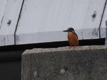 Mon, 4/29/2019 Birding report at 鴨川