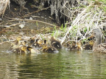 Mallard 鴨川 Mon, 4/29/2019