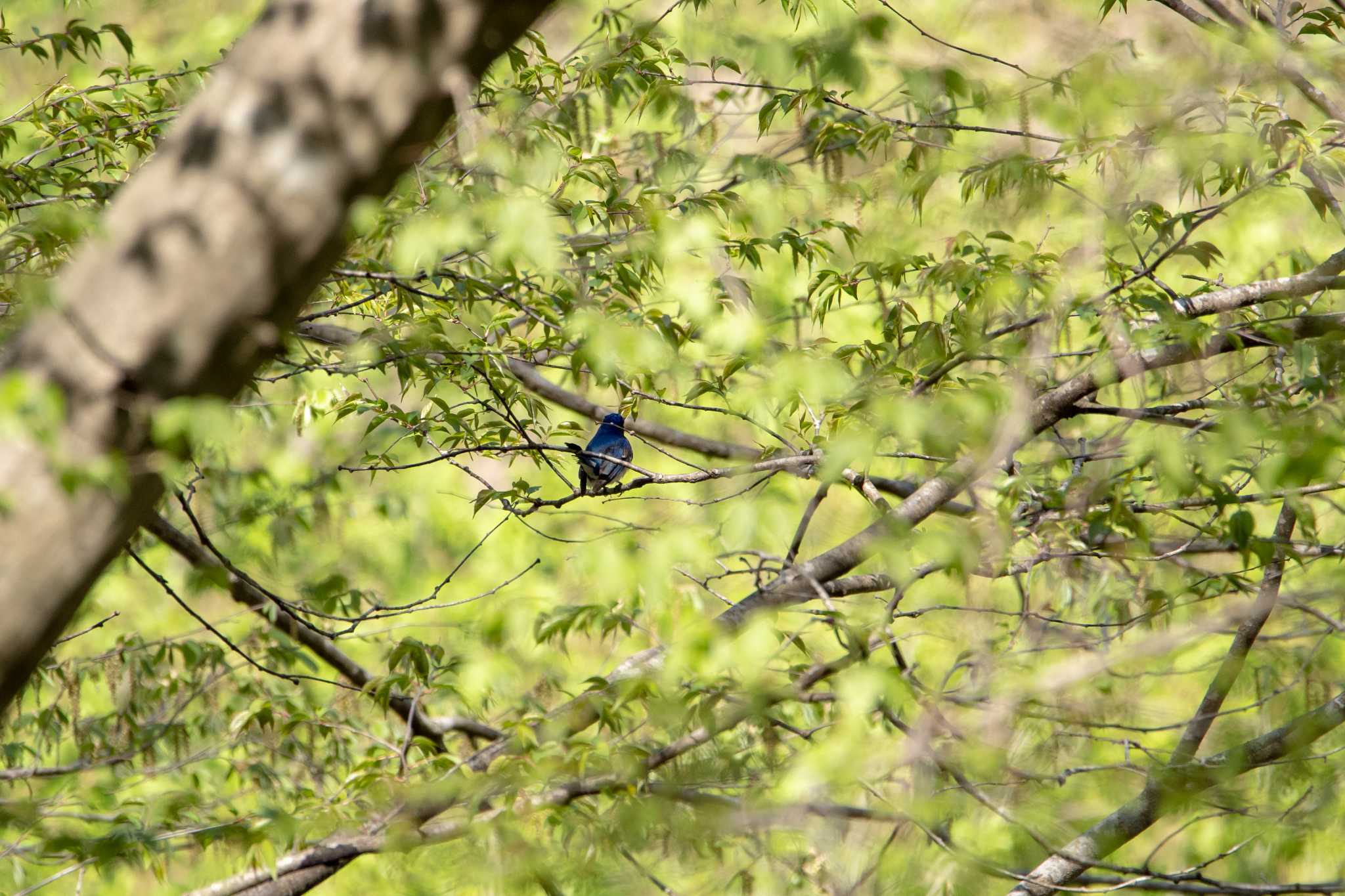 Photo of Blue-and-white Flycatcher at 平筒沼(宮城県登米市) by shin