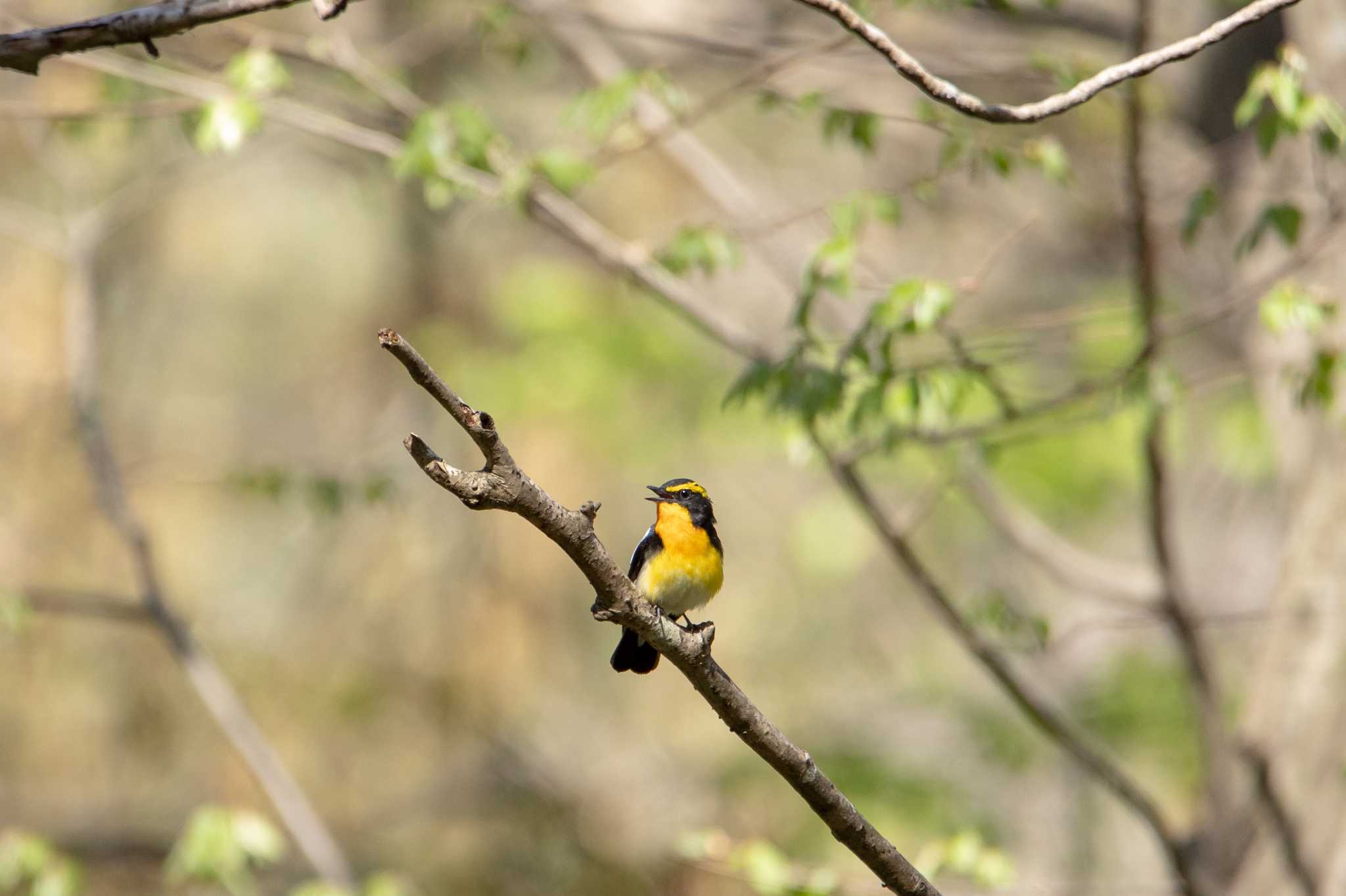 Photo of Narcissus Flycatcher at 平筒沼(宮城県登米市) by shin