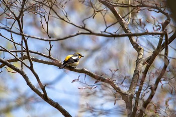 キビタキ 平筒沼(宮城県登米市) 2019年4月29日(月)