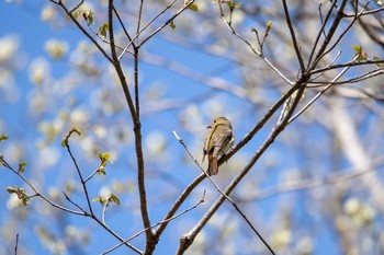 Narcissus Flycatcher 平筒沼(宮城県登米市) Mon, 4/29/2019