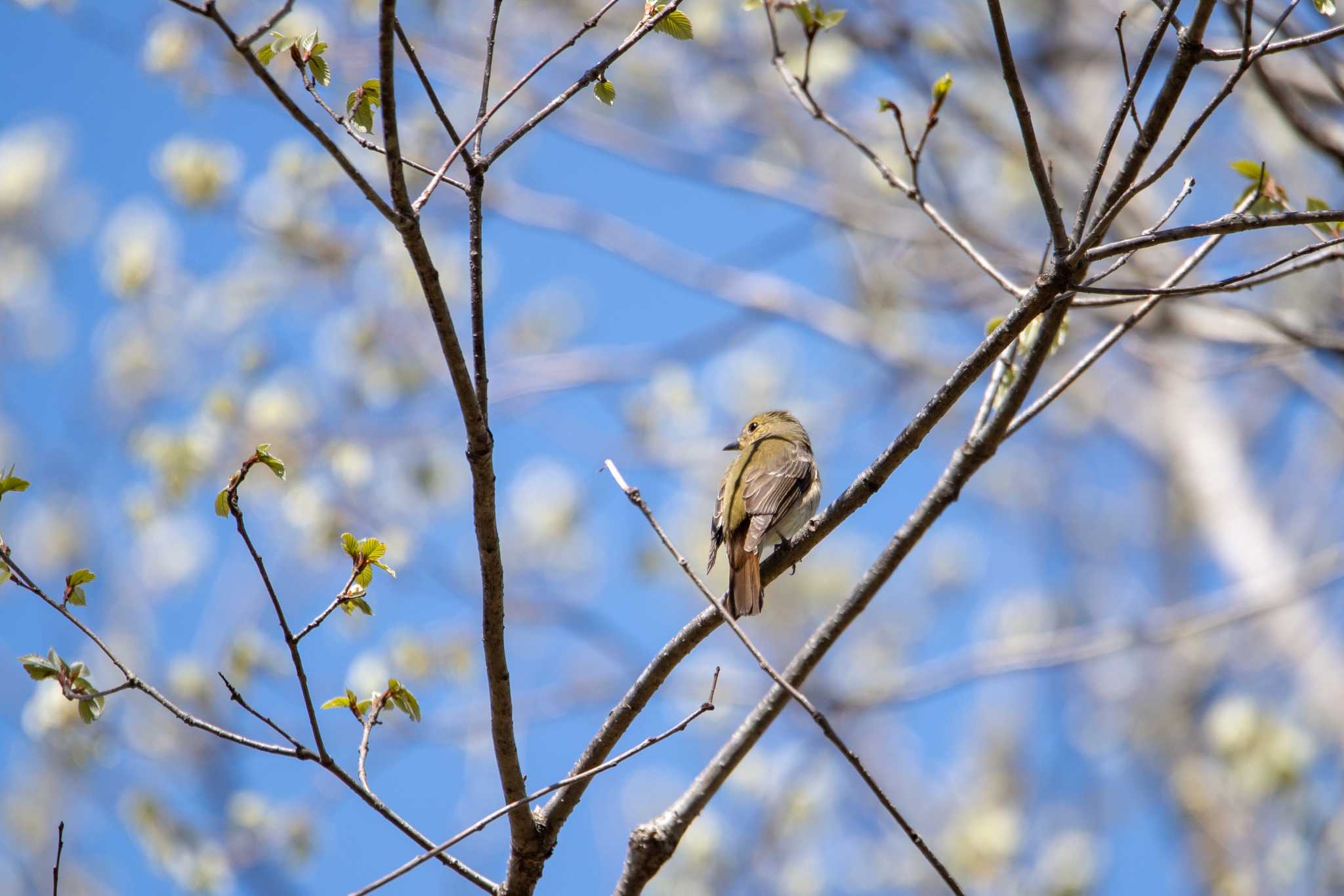 Photo of Narcissus Flycatcher at 平筒沼(宮城県登米市) by shin