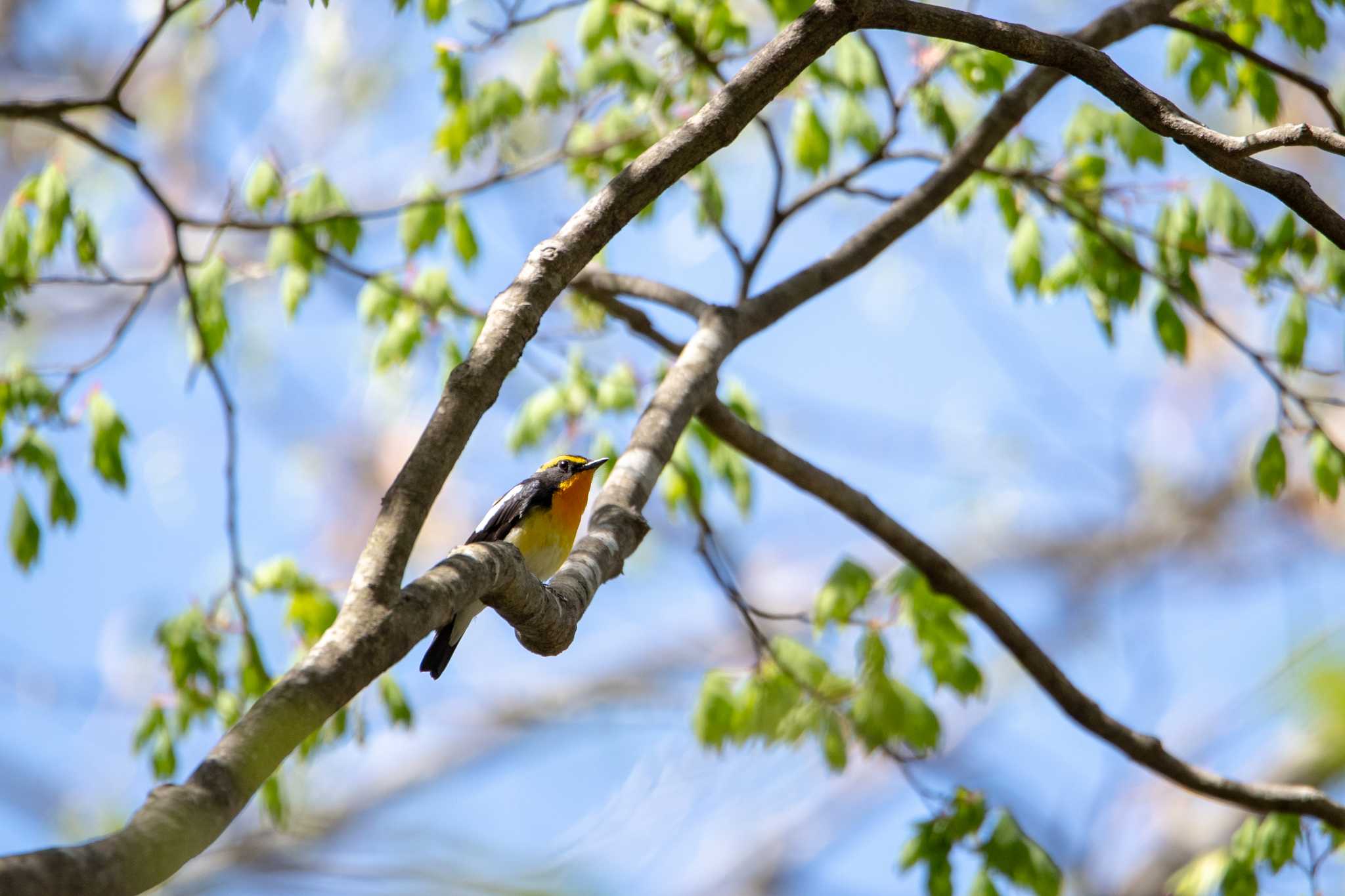 Photo of Narcissus Flycatcher at 平筒沼(宮城県登米市) by shin