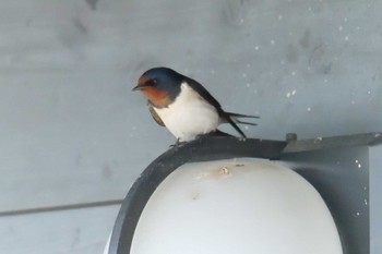 2019年4月29日(月) 三重県上野森林公園の野鳥観察記録