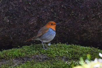 Japanese Robin 前日光 Sun, 4/28/2019