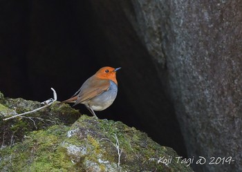 Japanese Robin 井戸湿原 Sun, 4/28/2019