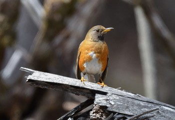 Brown-headed Thrush 前日光 Sun, 4/28/2019