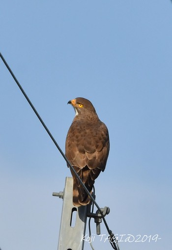 Grey-faced Buzzard 鹿沼市 Sun, 4/28/2019