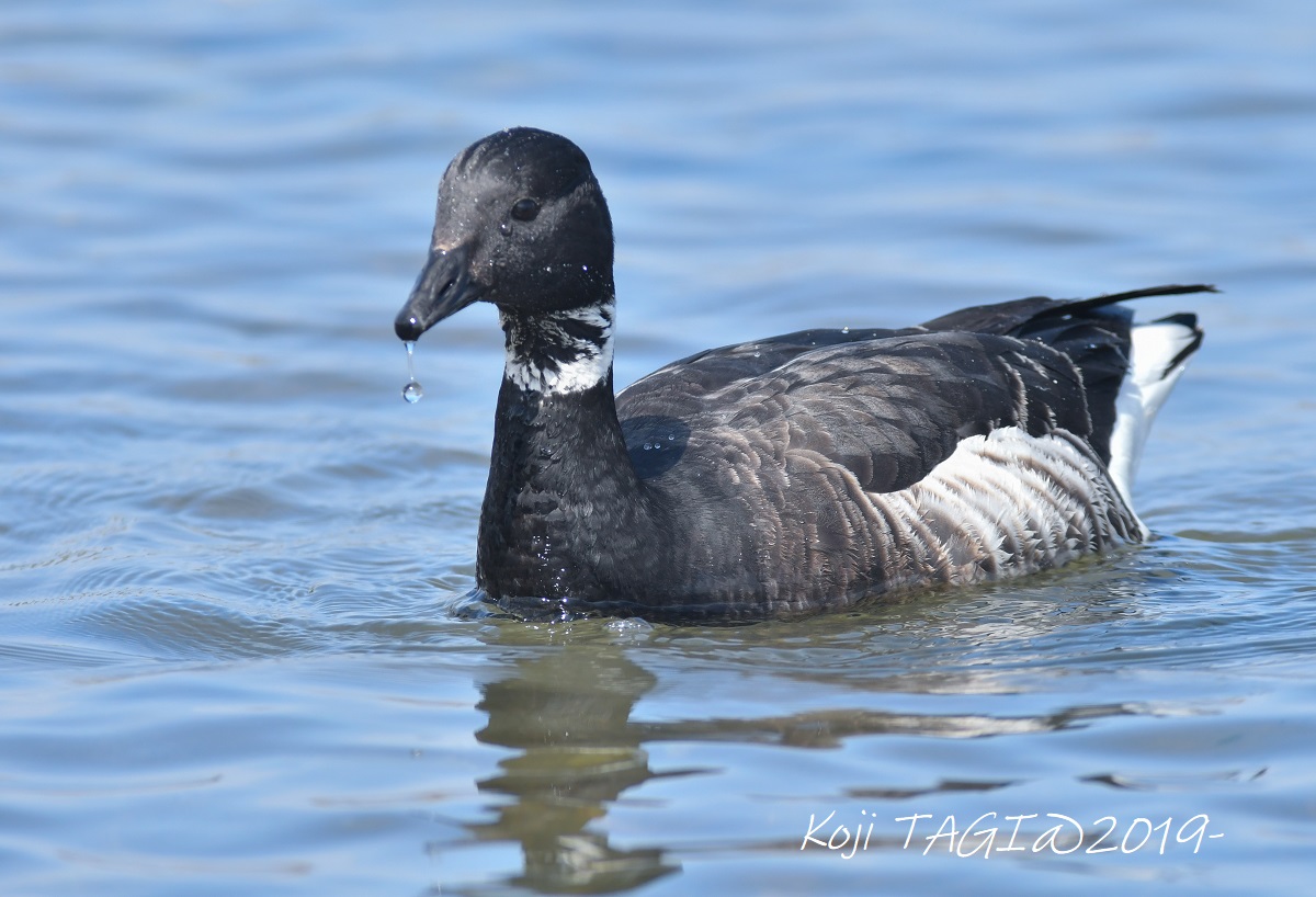 Photo of Brant Goose at 会瀬漁港 by Koji Tagi