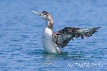 Yellow-billed Loon 会瀬漁港 Sun, 3/31/2019