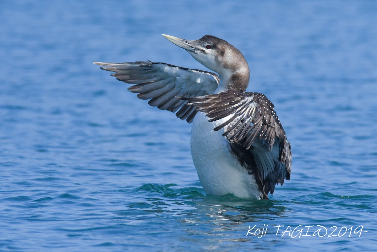 Photo of Yellow-billed Loon at 会瀬漁港 by Koji Tagi