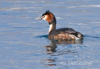 Great Crested Grebe 会瀬漁港 Sun, 3/31/2019