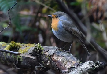 European Robin 栃木県 Sun, 3/31/2019