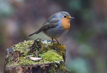 European Robin 栃木県 Sun, 3/31/2019