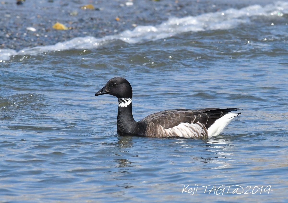 Photo of Brant Goose at 会瀬漁港 by Koji Tagi