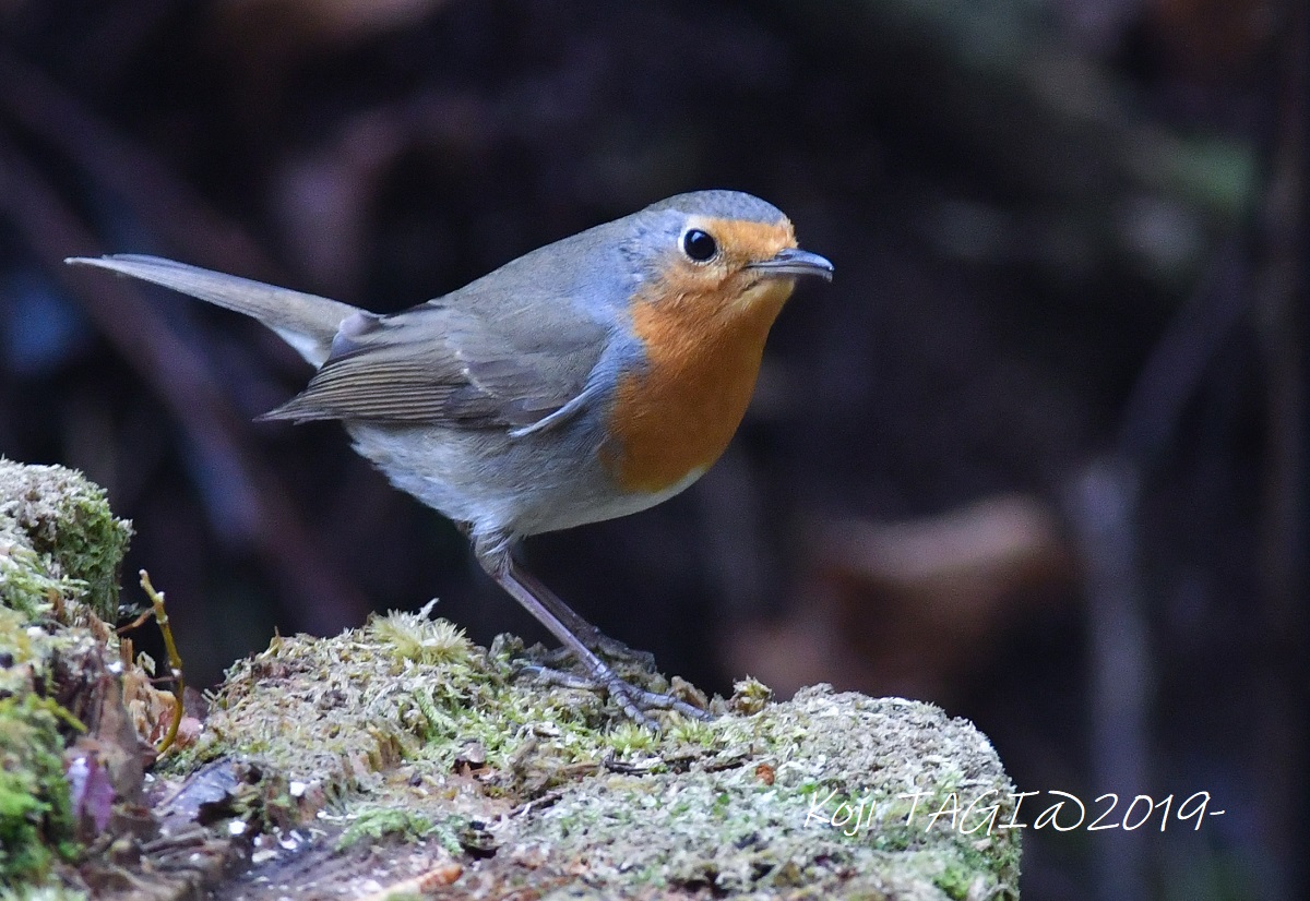 Photo of European Robin at 栃木県 by Koji Tagi